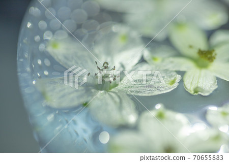 Glittering flowers Glittering flowers 70655883