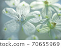 Flowers floating on water 70655969