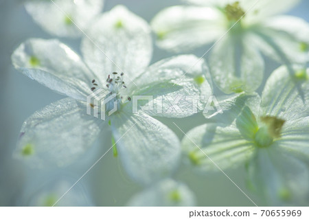 Flowers floating on water Flowers floating on water 70655969