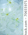 Flowers floating on water 70655975