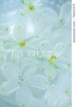 浮在水面上的花 浮在水面上的花 70655975