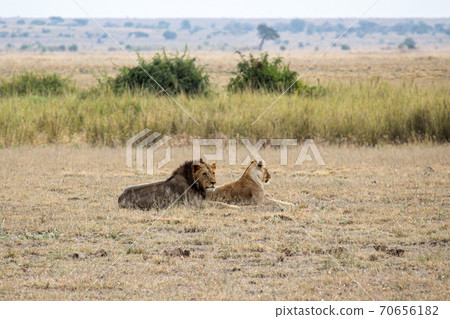 六月,一對獅子在肯尼亞安博塞利國家公園的稀樹草原中sn依 六月,一對獅子在肯尼亞安博塞利國家公園的稀樹草原中sn依 70656182