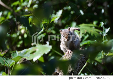 Chipmunk preparing for hibernation Chipmunk preparing for hibernation 70656289