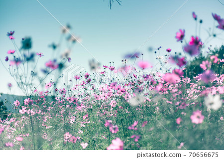 Cosmos and blue sky 70656675