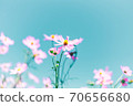 Cosmos and blue sky 70656680