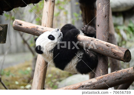 Baby panda Baby panda 70656789