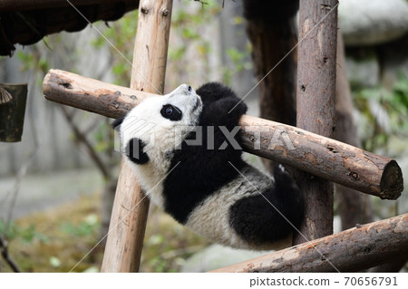 Baby panda Baby panda 70656791