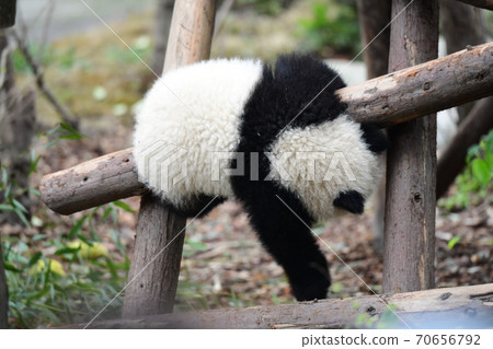Baby panda 70656792