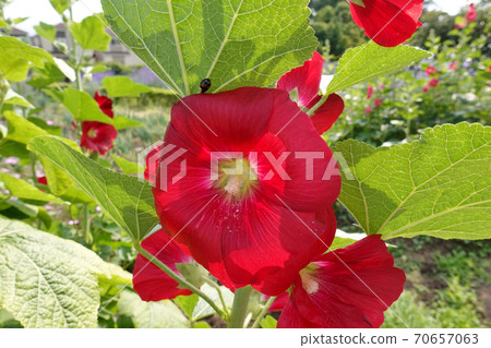 初夏的花朵Tachiaoi和瓢蟲 初夏的花朵Tachiaoi和瓢蟲 70657063