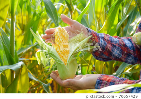 Harvest ready unwrapped corn cobs in farmer's hands Harvest ready unwrapped corn cobs in farmer's hands 70657429