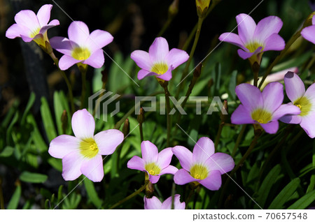 Oxyris pentaphila 70657548