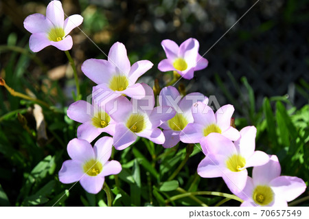 Oxyris pentaphila 70657549