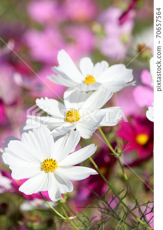 3 white cosmos 3 white cosmos 70657564