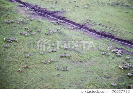 A group of zebras in the savanna taken from a balloon in Kenya Masai Mara National Park in June A group of zebras in the savanna taken from a balloon in Kenya Masai Mara National Park in June 70657753