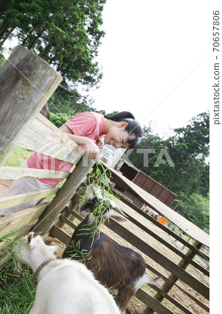 A woman feeding a goat 70657806