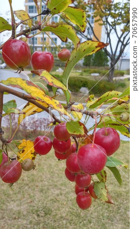 貪婪的開放蘋果 70657990