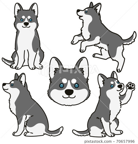 Simple And Cute Gray Siberian Husky... - Stock Illustration [70657996] -  Pixta