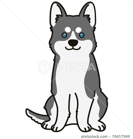 簡單和可愛的灰色西伯利亞哈士奇犬圖與主線 70657999
