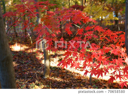 秋天的落葉的長枝楓 70658580