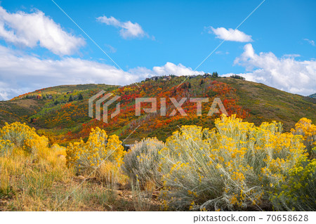 Park City, Utah, USA foliage along the Wasatch Back 70658628