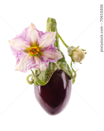 Aubergine with aubergine flower, isolated on white background. Eggplant vegetable. Aubergine with aubergine flower, isolated on white background. Eggplant vegetable. 70658806