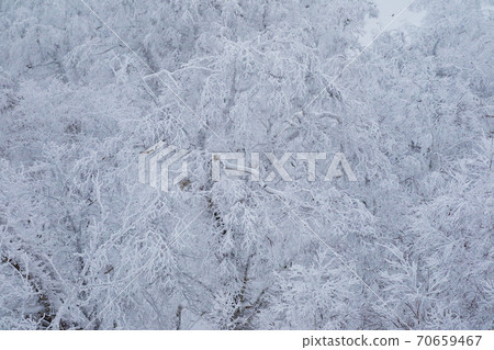 Hokkaido snow scene, rime on trees Hokkaido snow scene, rime on trees 70659467