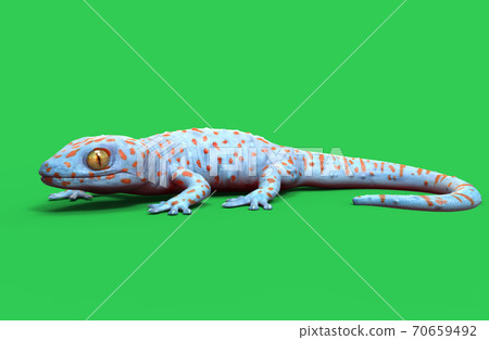 3D rendering illustration colorful gecko sticky on green background 70659492