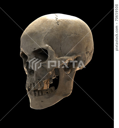 3D rendering skull side view isolated on dark BG 3D rendering skull side view isolated on dark BG 70659508