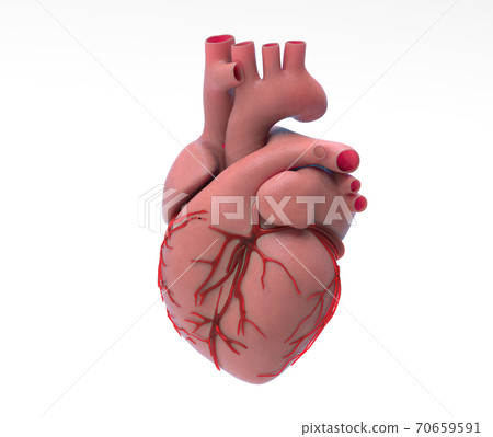Human heart illustration isolated on white BG Human heart illustration isolated on white BG 70659591