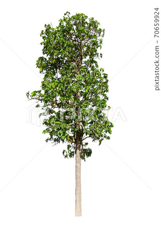 isolated big tree on White Background. Large trees database Botanical garden organization elements of Asian nature in Thailand, isolated big tree on White Background. Large trees database Botanical garden organization elements of Asian nature in Thailand, 70659924