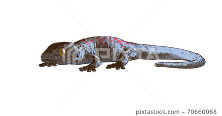 Engraving tokay gecko lizard illustration isolated on whte BG 70660068