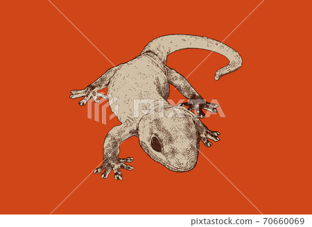 Engraving house gecko lizard illustration isolated on red orange BG 70660069