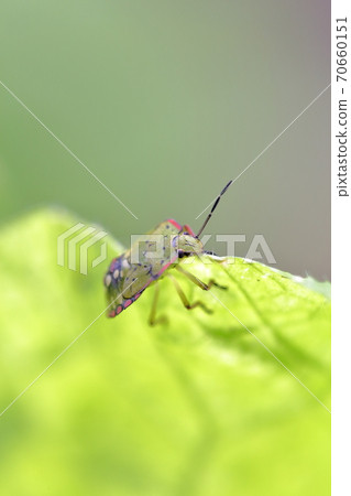 Stink bug eating Chinese cabbage leaves 70660151