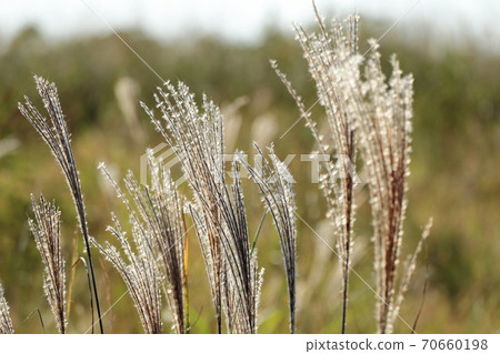 Susuki Susuki 70660198