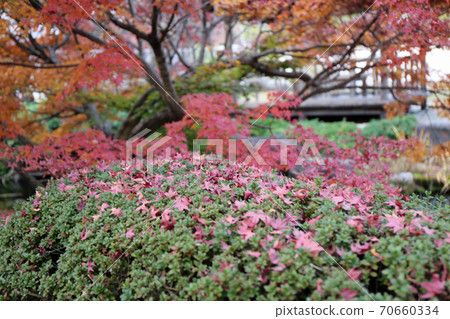 Kokoen in late autumn Kokoen in late autumn 70660334