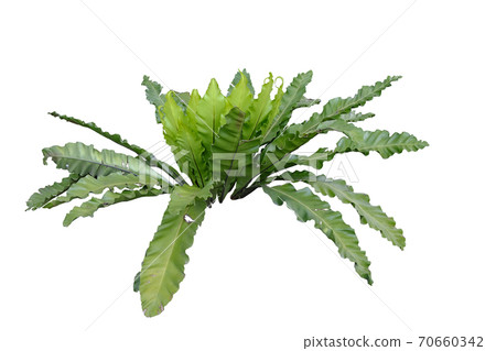 The Bird nest fern or Asplenium nidus 70660342