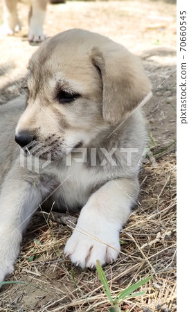 Puppy, Anatolian Shepherd Dog. Close-up portrait. Anatolian Shepherd Dog puppie playing in the garden. Puppy, Anatolian Shepherd Dog. Close-up portrait. Anatolian Shepherd Dog puppie playing in the garden. 70660545