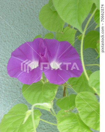 淺色的牽牛花。 70662874