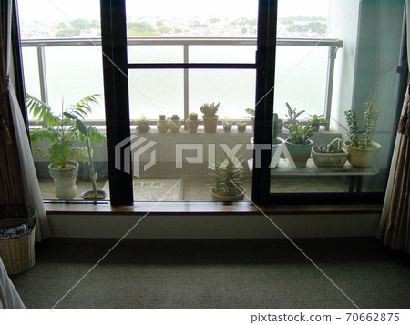 Veranda plants. Veranda plants. 70662875