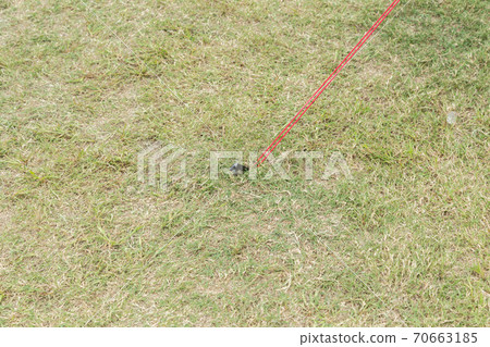 Peg to set up a tent 70663185