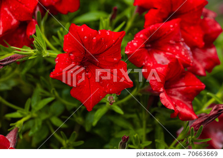Beautiful red petunia flowers with dew droplets on 70663669