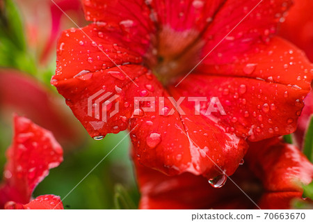 Nature photo of a beautiful petunia flower Nature photo of a beautiful petunia flower 70663670