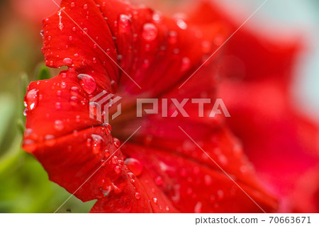 Nature photo of a beautiful petunia flower Nature photo of a beautiful petunia flower 70663671