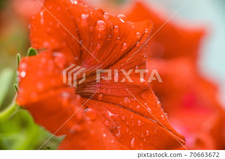 Beautiful red petunia flower with dew droplets on 70663672
