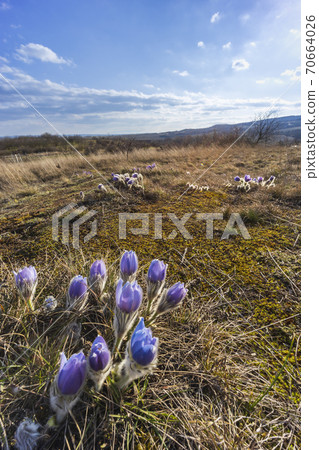 Pasque flower, National park Podyji, Southern Moravia, Czech Republic Pasque flower, National park Podyji, Southern Moravia, Czech Republic 70664026