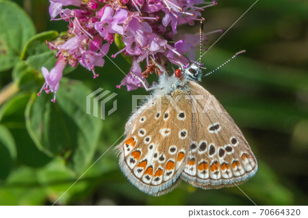 Turquoise Blue (Polyommatus dorylas) Turquoise Blue (Polyommatus dorylas) 70664320
