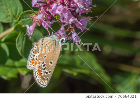 Turquoise Blue (Polyommatus dorylas) Turquoise Blue (Polyommatus dorylas) 70664321