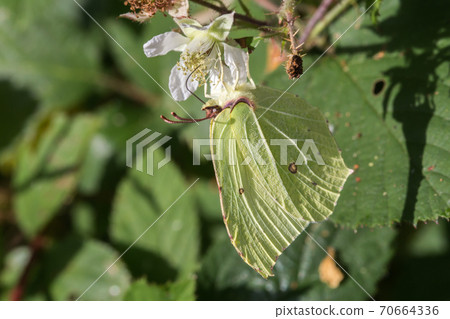 Common brimstone (Gonepteryx rhamni) Common brimstone (Gonepteryx rhamni) 70664336