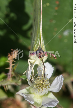 Common brimstone (Gonepteryx rhamni) 70664337