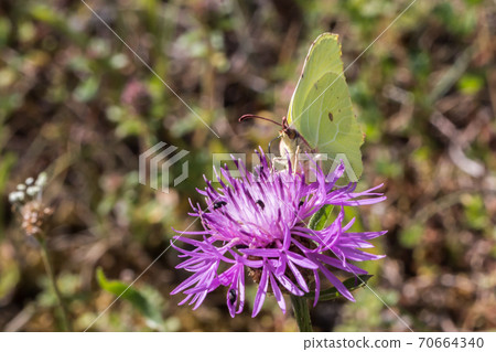 Common brimstone (Gonepteryx rhamni) Common brimstone (Gonepteryx rhamni) 70664340